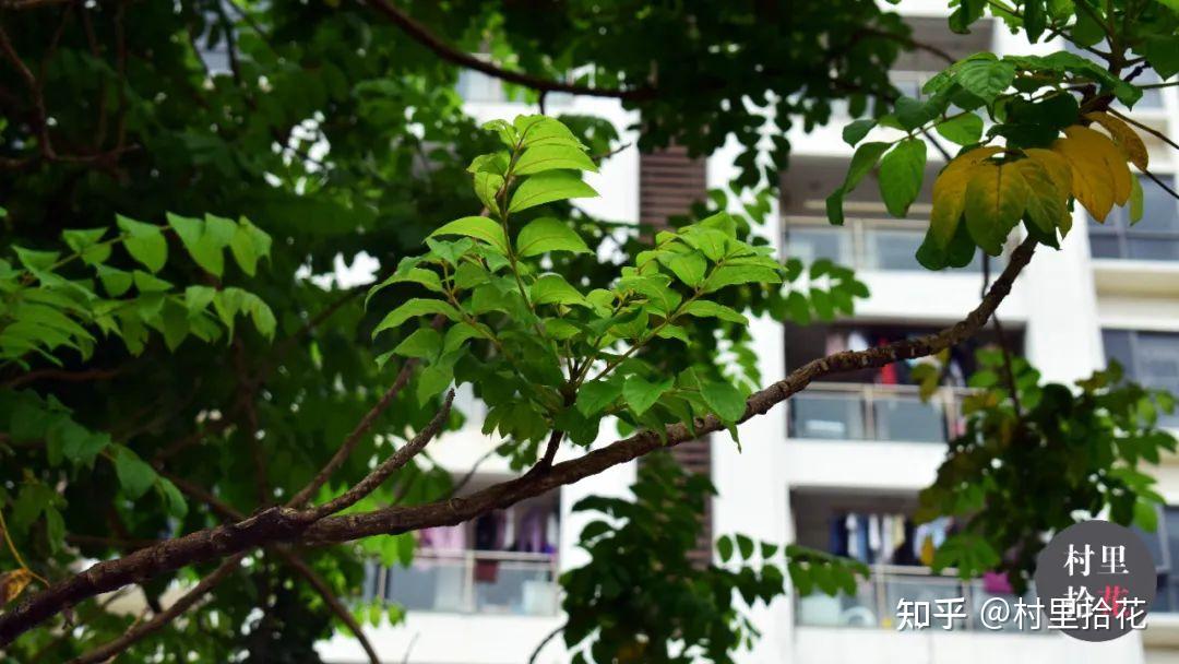 「火焰树」花开如其名,结种像杀鱼! - 知乎