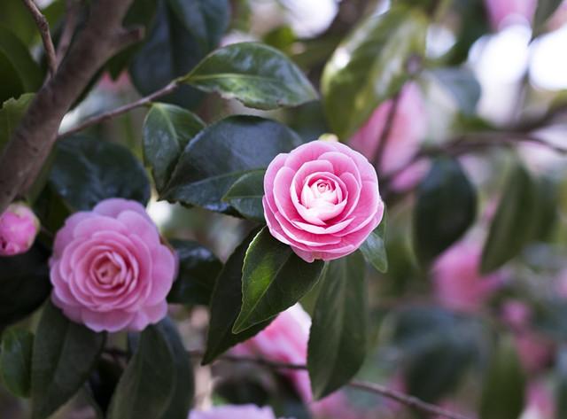 客厅最旺的十种花 v2-c80567a46786a6e72f9d30037221fe8b_1440w.jpg?source=172ae18b