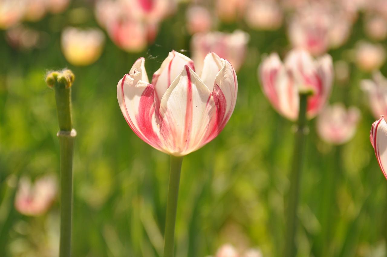 杭州郁金香小区怎么样