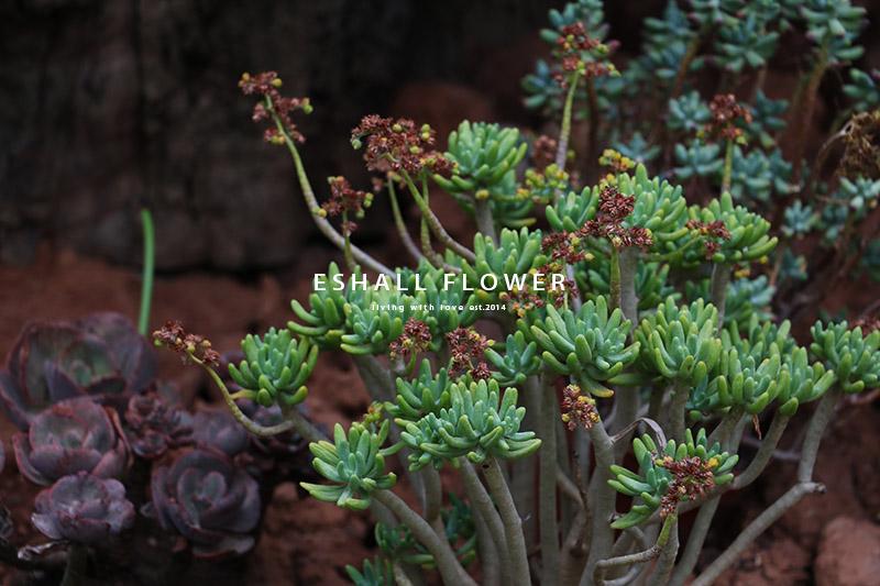 多肉品种千千万 怎样种出高级感 保姆级多肉盆景制作宝典 上 知乎