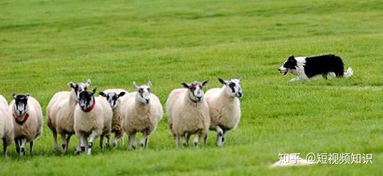 抖音怎么卖羊，一步一步教你在抖音做养羊人