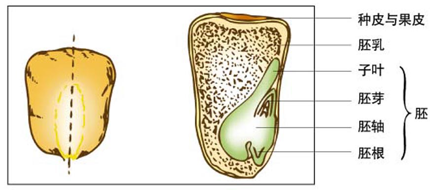 大豆种子纵切结构图图片