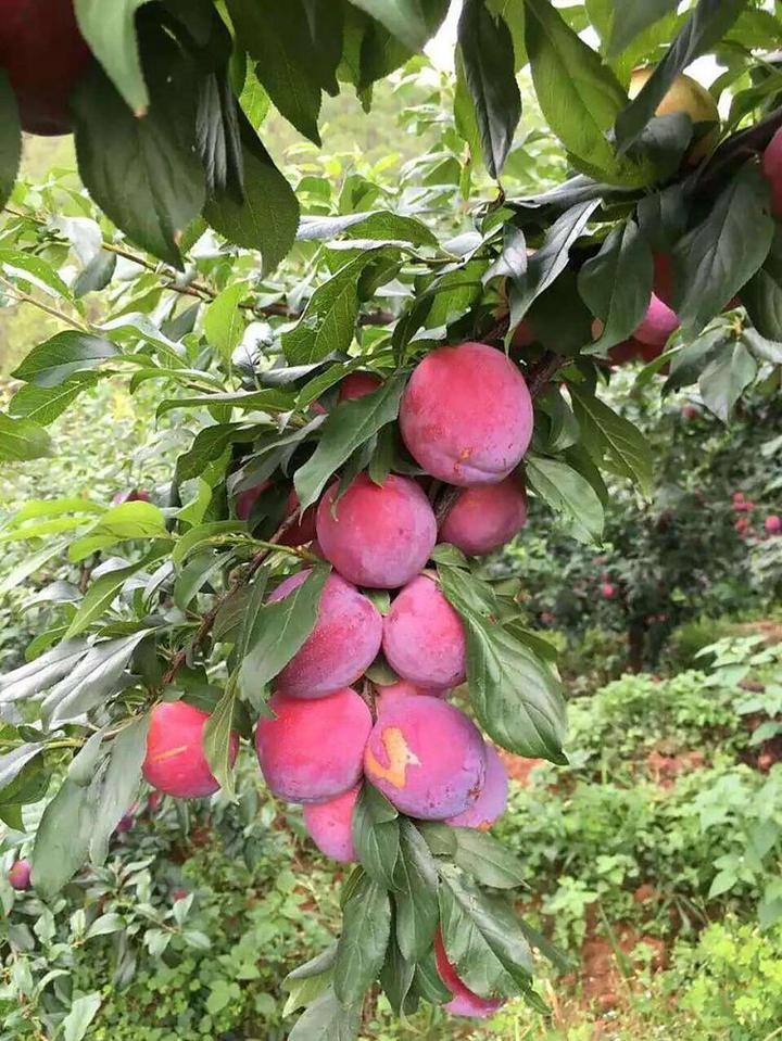 如何对李子树苗进行疏花疏果?请继续往下阅读! - 知乎
