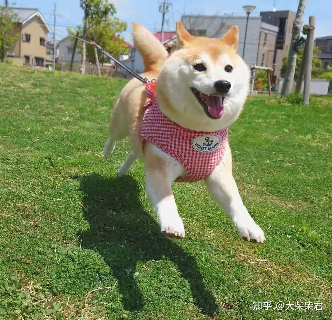 盘点2023柴犬价格！买柴犬不再迷茫！ - 知乎