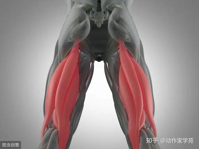 髋关节内旋的肌肉图片