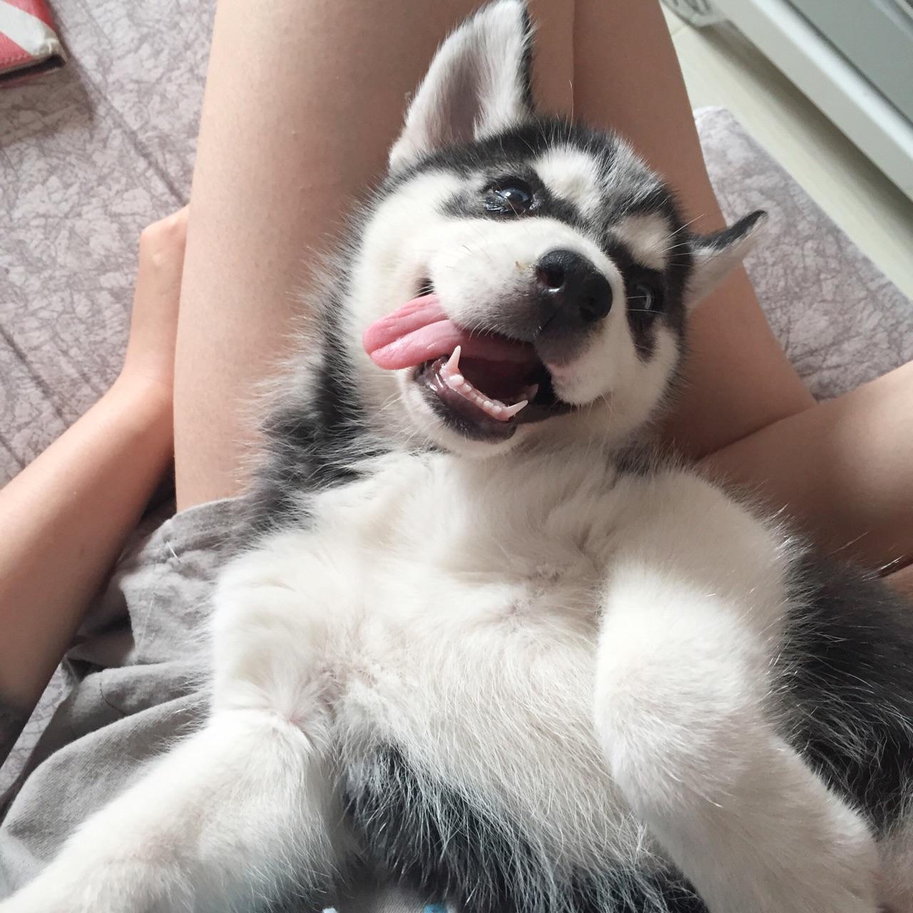 你见过的哈士奇的颜值可以有多高?