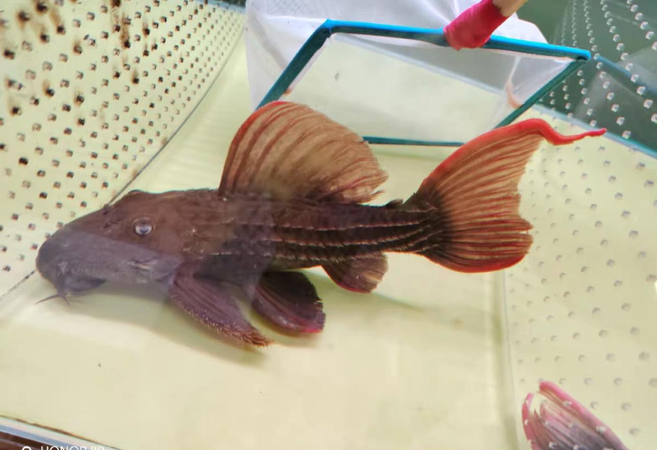 可以与七彩神仙鱼混养的鱼有哪些? - 知乎