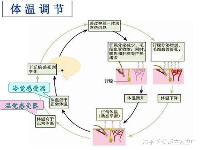 人体是恒温的,那么人体内源源不断的热量由哪个器官产生,啥原理?
