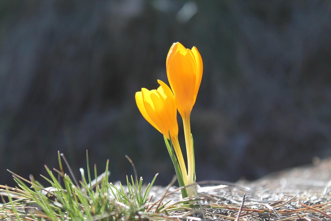 与家人共享,难忘的看花体验