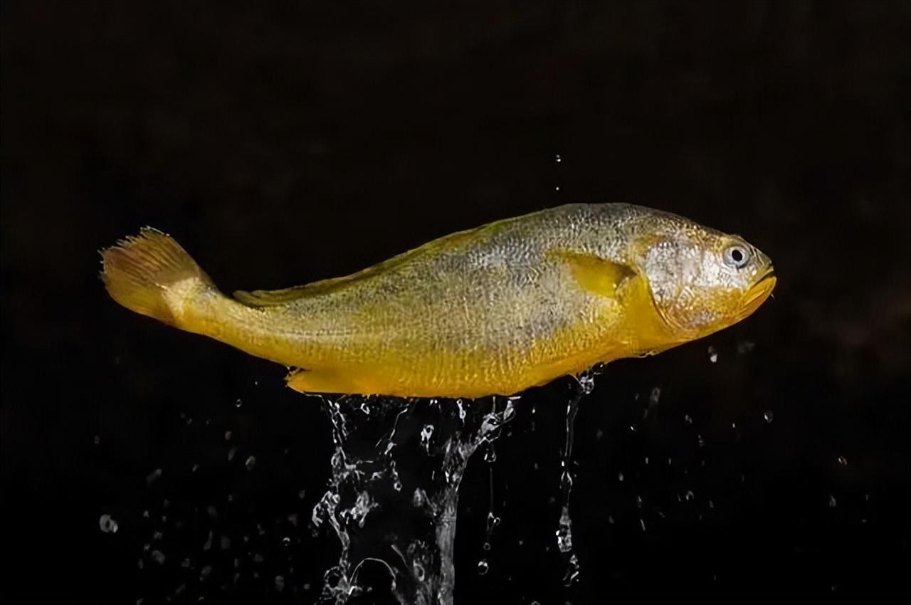 一路走红的国鱼