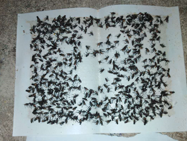 「创澳分享」养猪场苍蝇多?不用担心