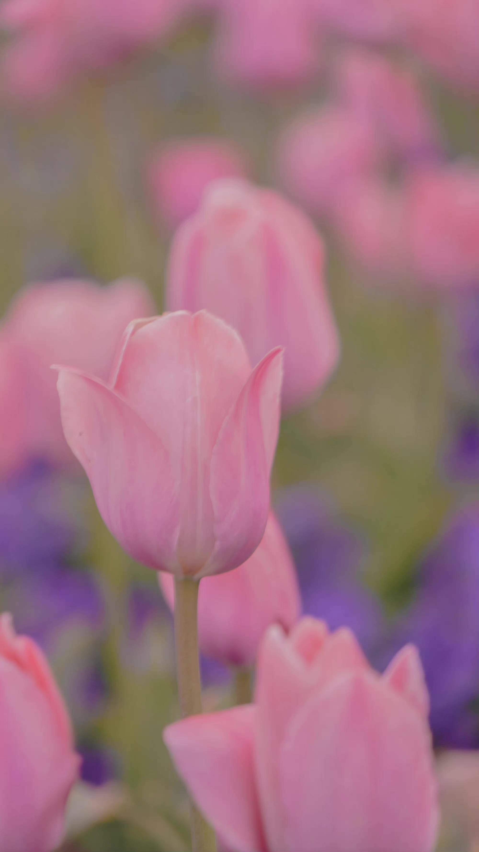 分享一组郁金香高清壁纸,欢迎收藏点赞～ - 知乎