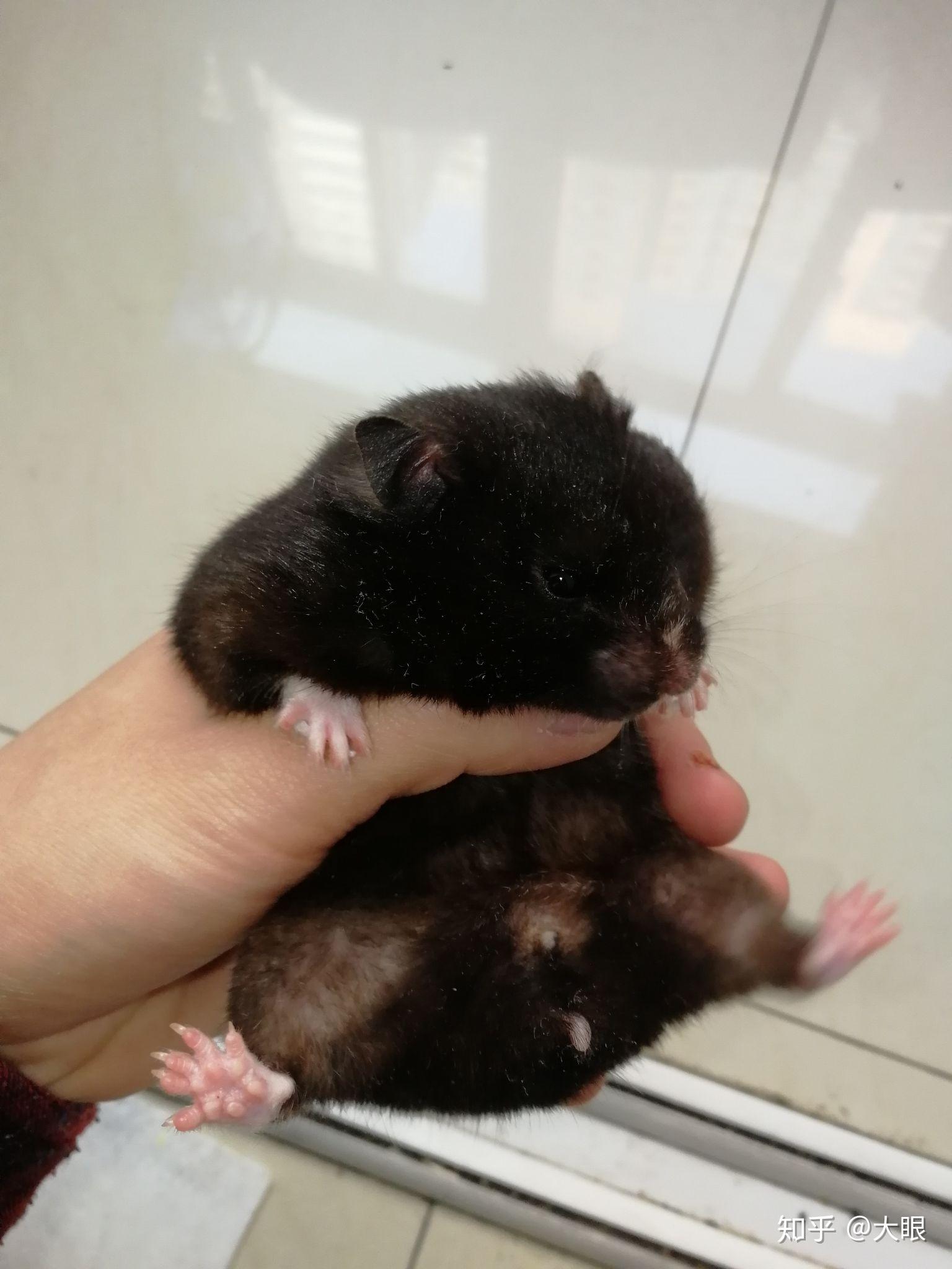 三线仓鼠可以长到多大? - 知乎