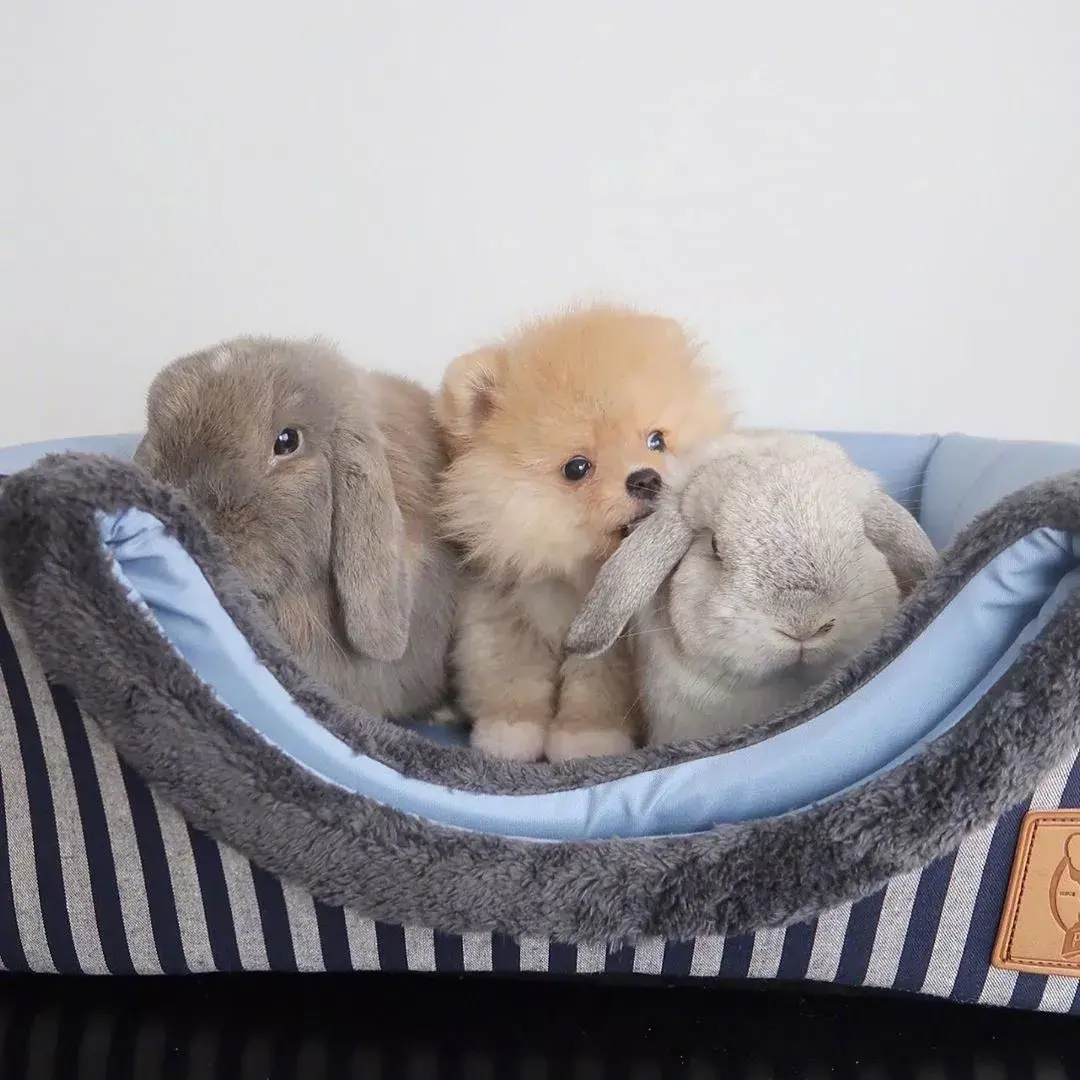 一只名叫夏洛特的狗狗,它之前是一直在街头流浪,现在被人收养.