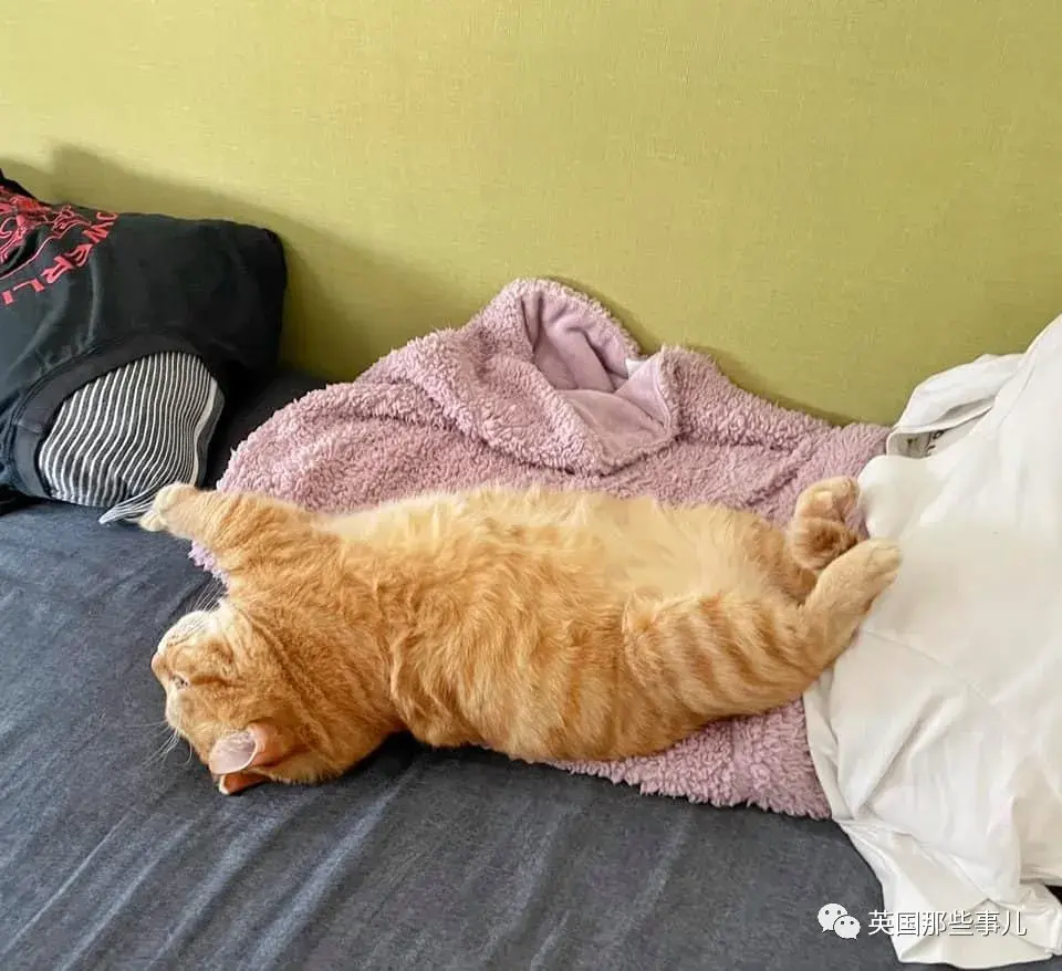 一只靠睡姿走红的橘猫这就是睡神本神吧