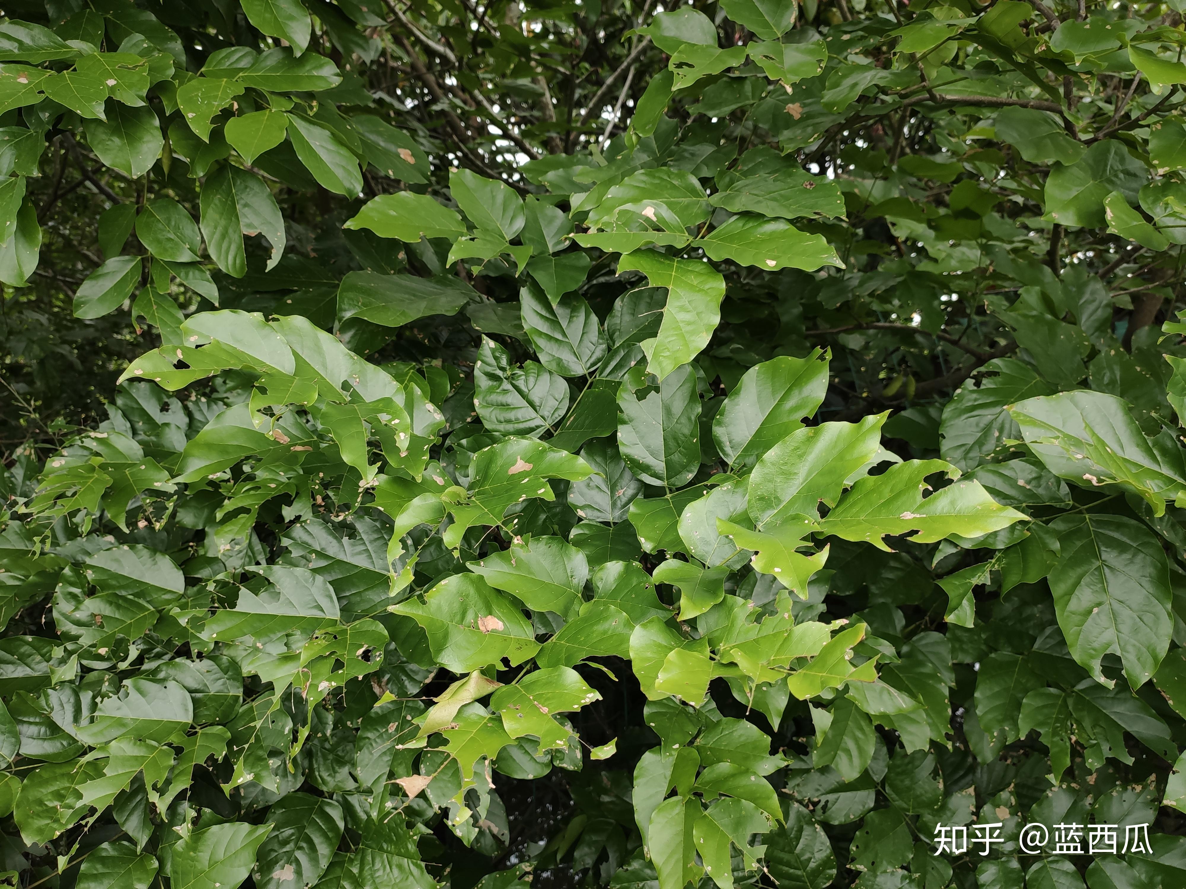 豆科植物——野豌豆花-中关村在线摄影论坛