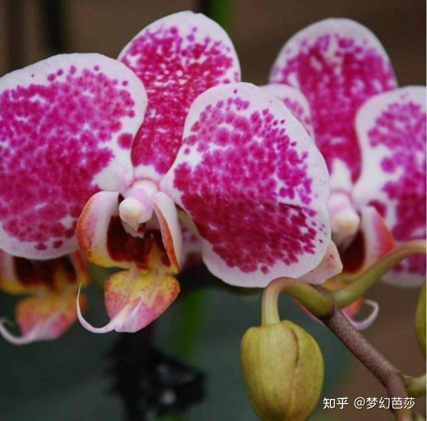 认识名贵兰花科植物 蝴蝶兰常春珍珠 城市姑娘 富女 火爆 牌坊蝶兰 知乎