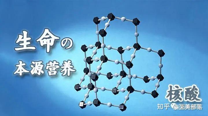 科普 | 生命科学:生物体内的