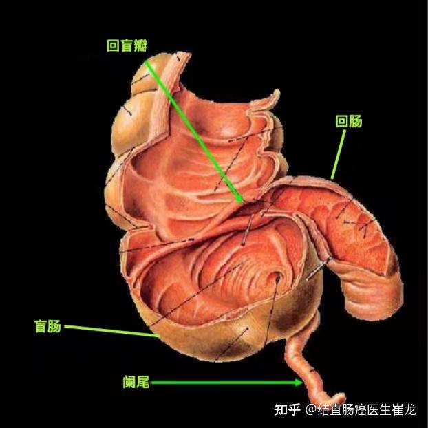 人为什么要有升结肠这个反牛顿器官