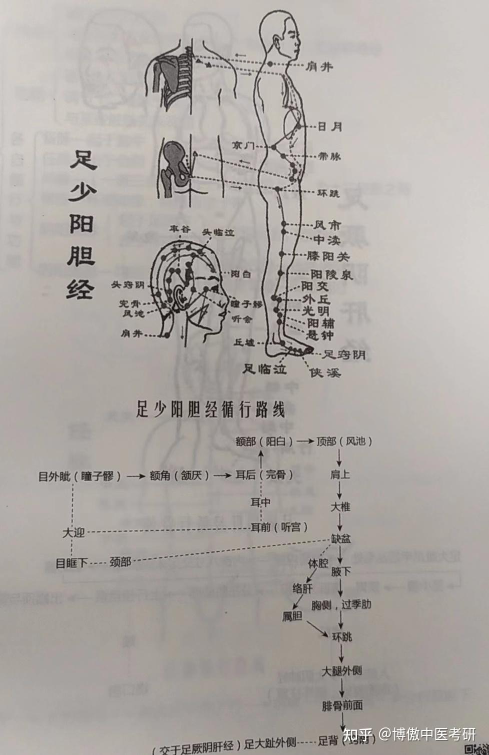 十二经脉循行路线图