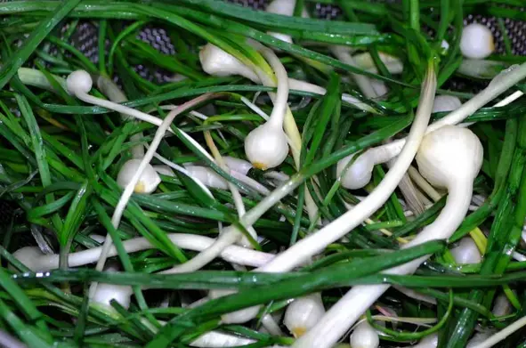 小根菜营养价值