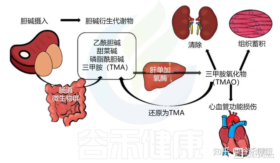 什么是胆碱，它与人体疾病有什么关系，如何平衡膳食胆碱 - 知乎