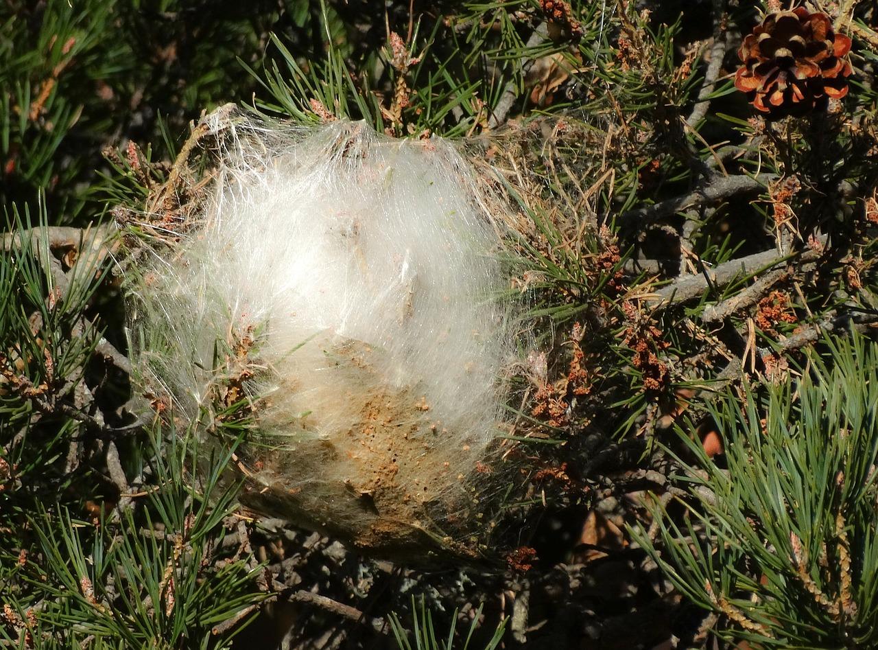 1. 金丝巢沙发价格