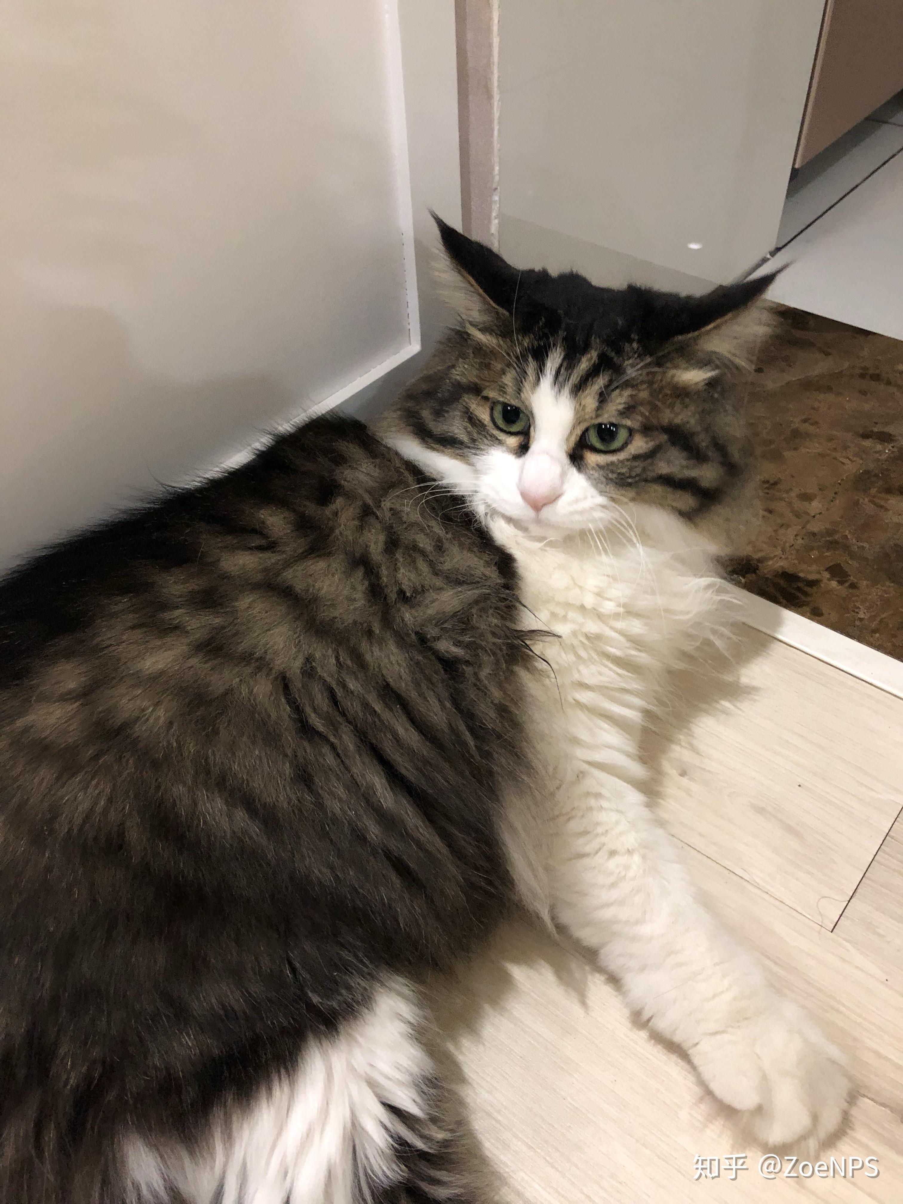 猫咪尴尬期有多尴尬?