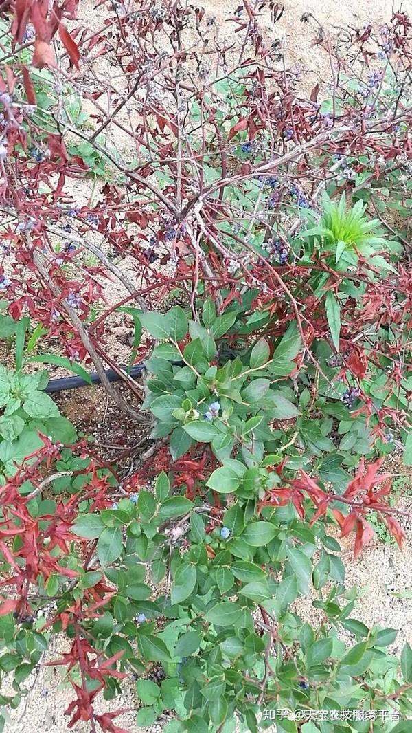 蓝莓枝枯病炭疽病得提前防治了