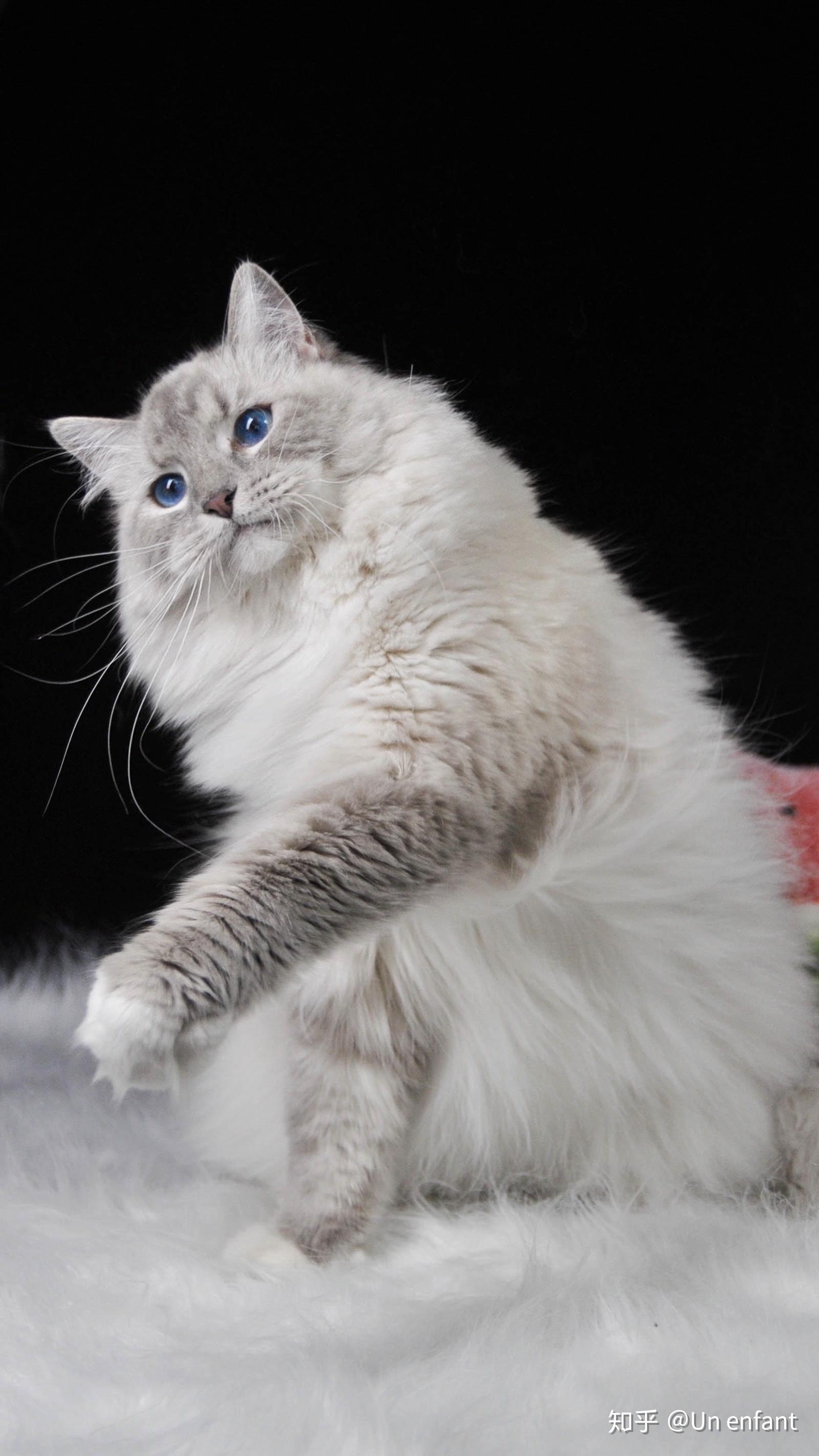 你见过颜值最高的蓝手套色布偶猫是什么样子