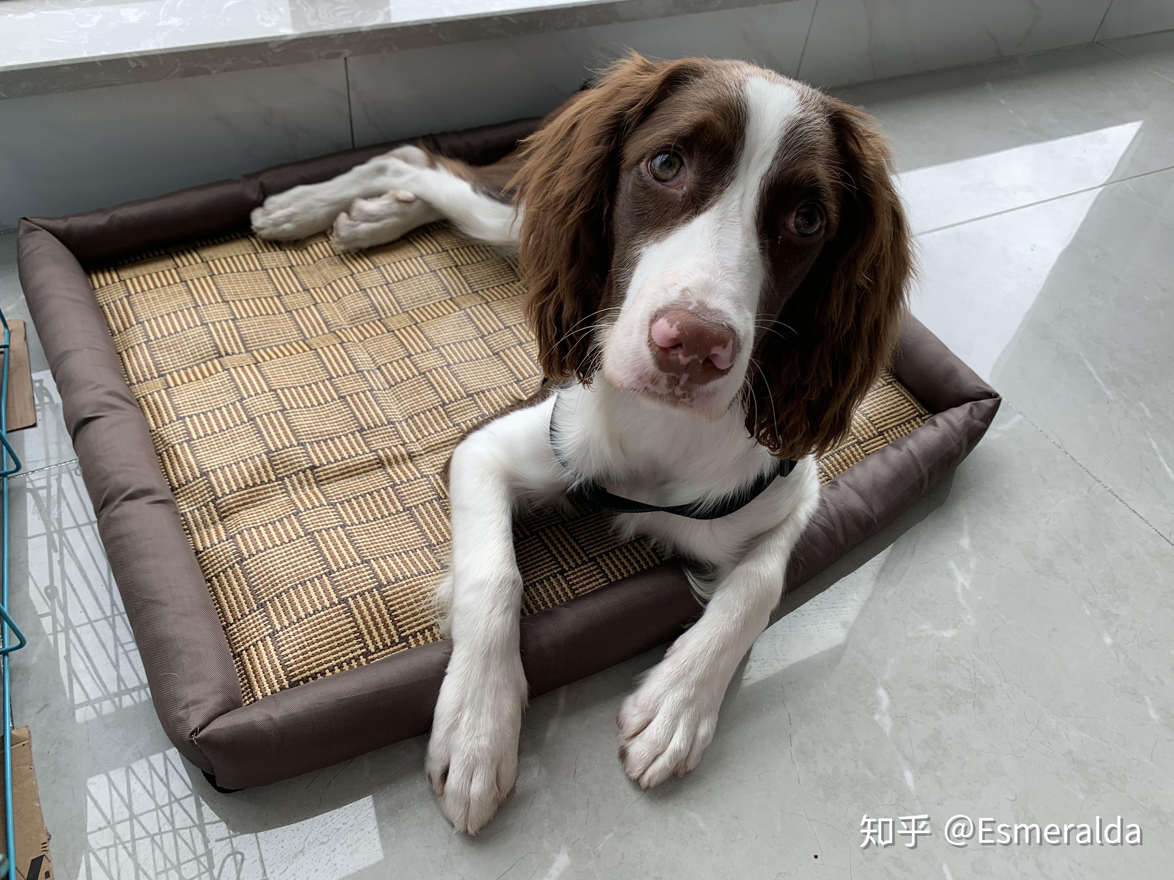 史宾格犬好养么,爱不爱叫? - 知乎