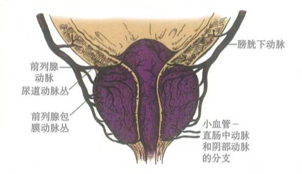 前列腺自身的组织结构