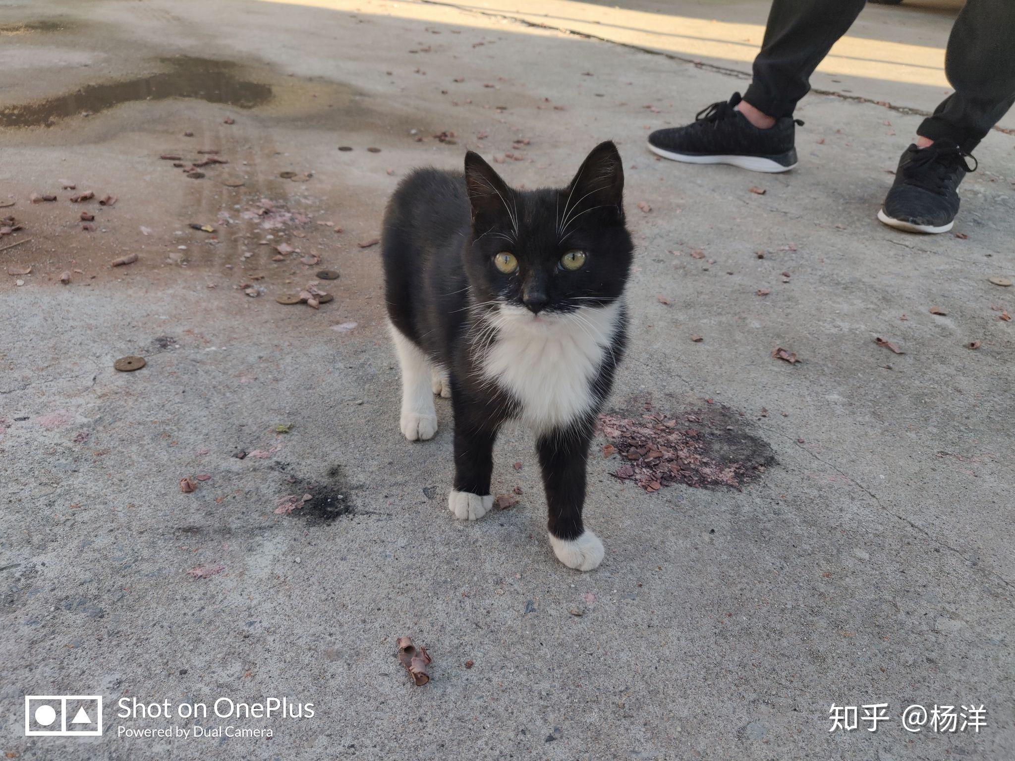 乌云盖雪猫旺财图片