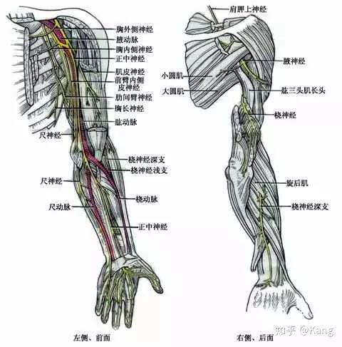 肩痛就是肩的问题