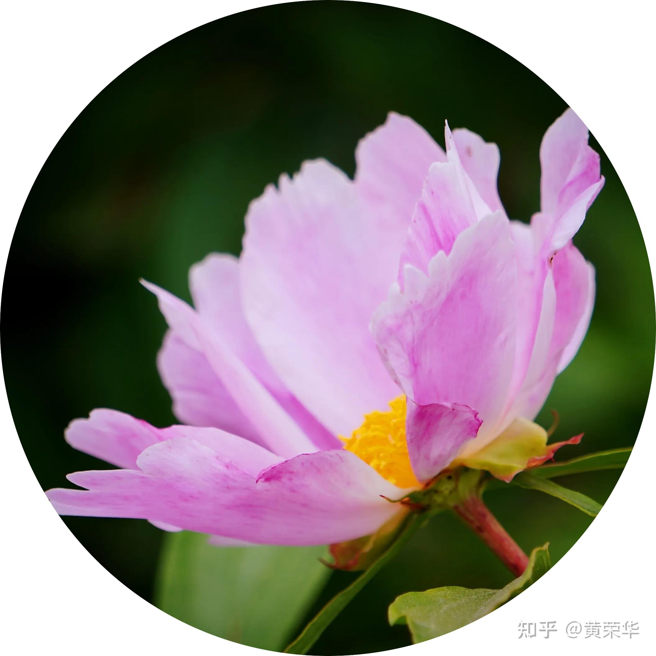 中国传统色彩:怨春红初探 - 知乎