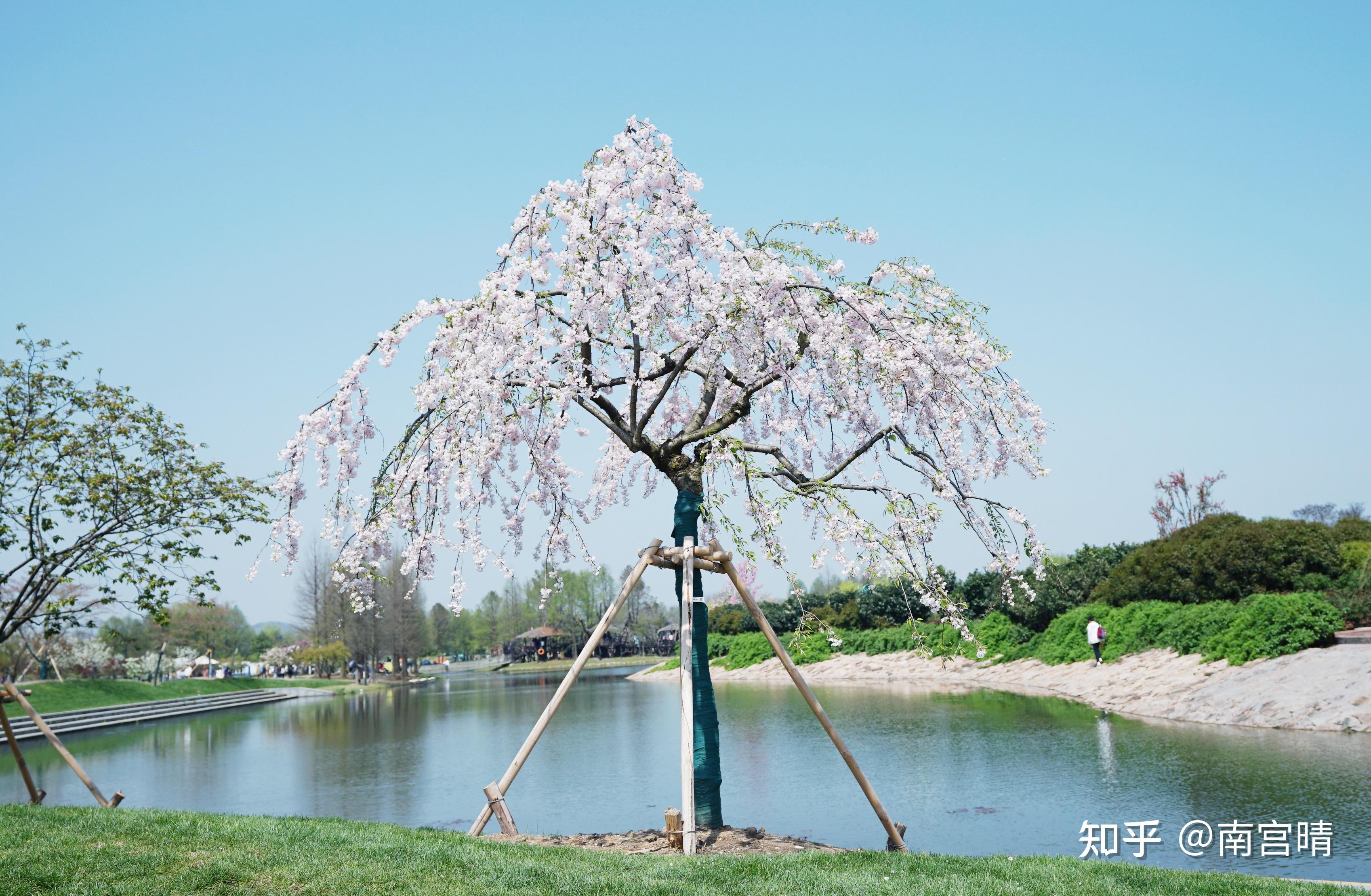 春季常见樱花有哪些?如何区分早樱、中樱、晚樱? - 知乎