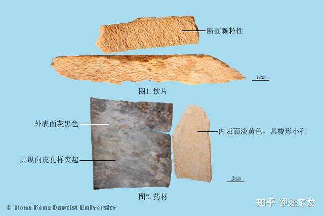 中药学——椿皮——清热燥湿，收涩止带，止泻，止血。用于赤白带下，湿热泻痢，久泻久痢，便血，崩漏。 - 知乎