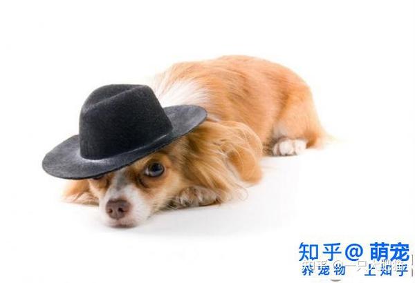 夏天如何帮狗狗补充体力 知乎