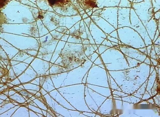 原核生物全系列43γ變形菌綱硫發菌目