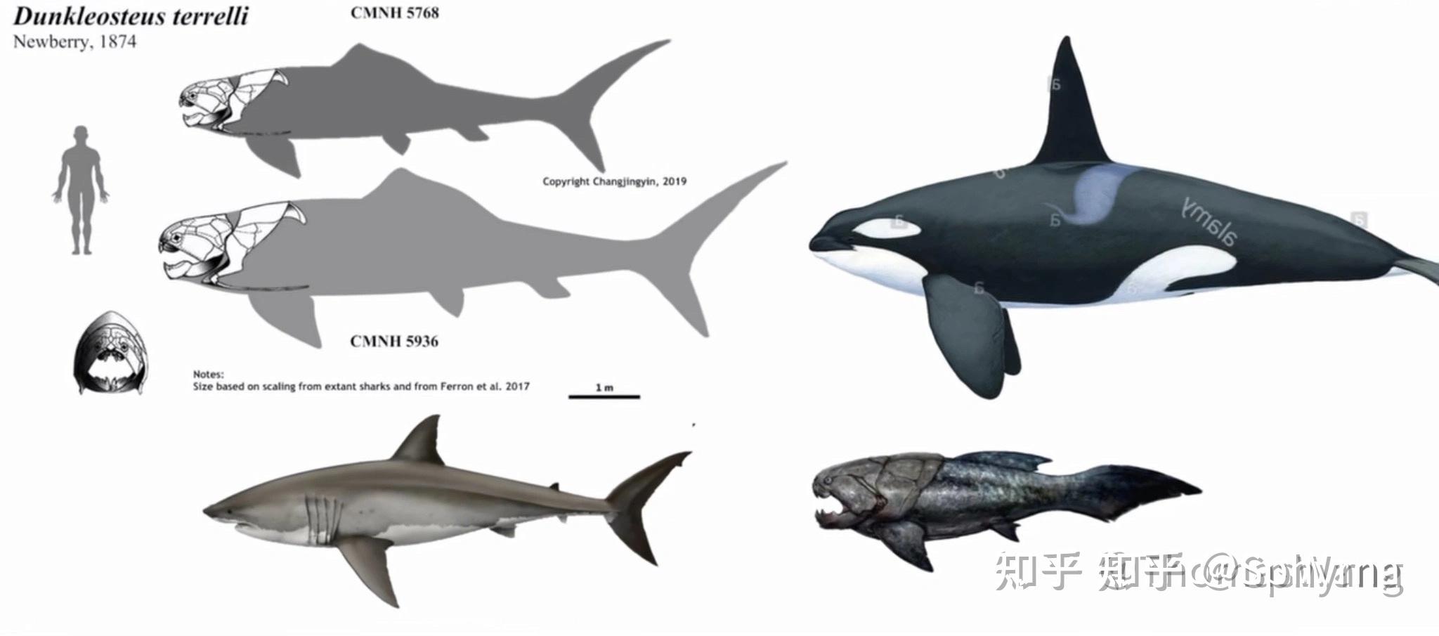 牛鲨虎鲸图片