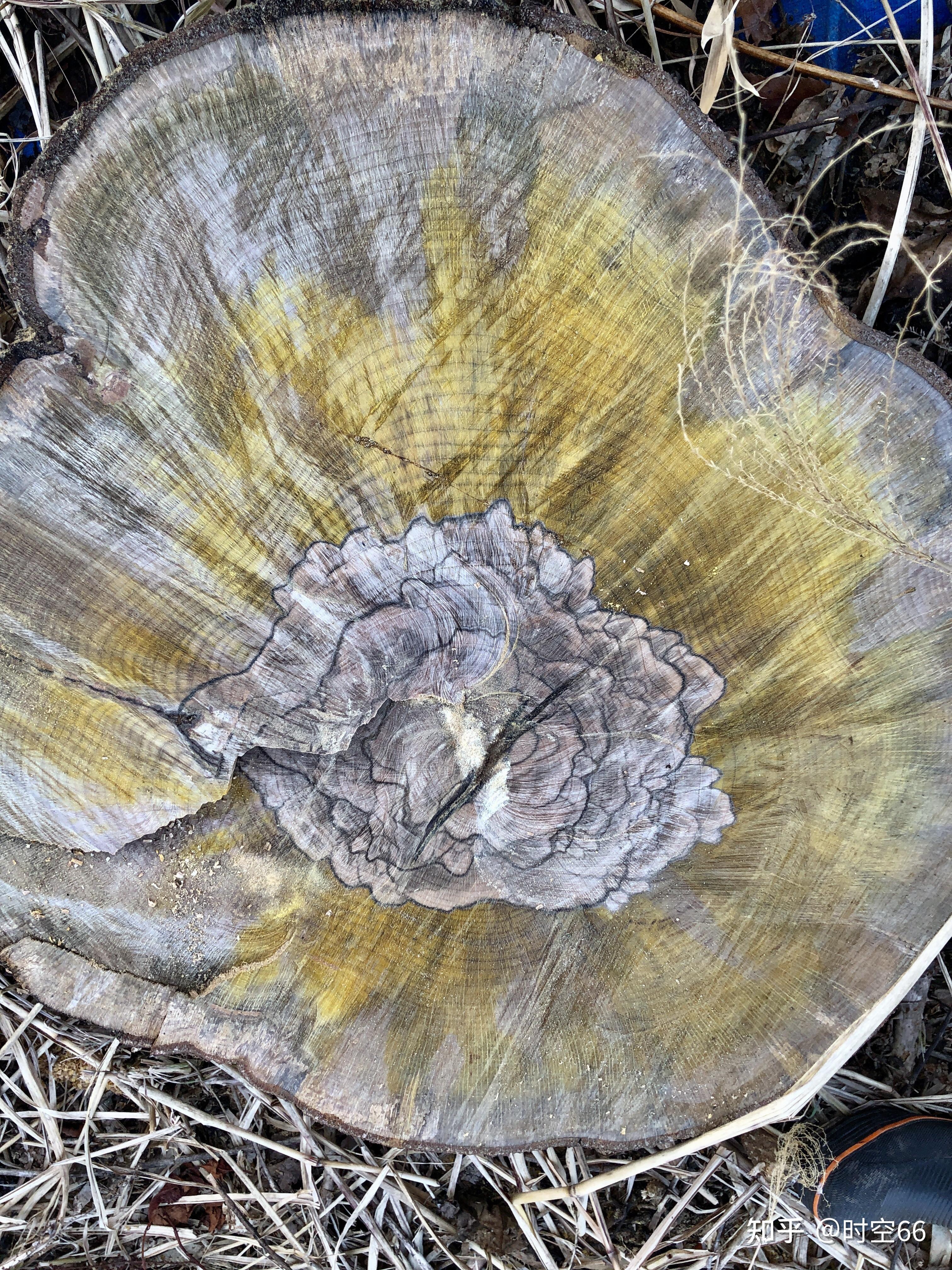 牡丹花形状的年轮