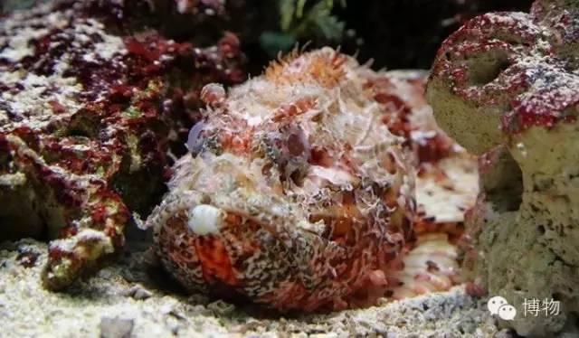 二战美军潜艇之水族英雄谱(四)红石鱼 - 知乎