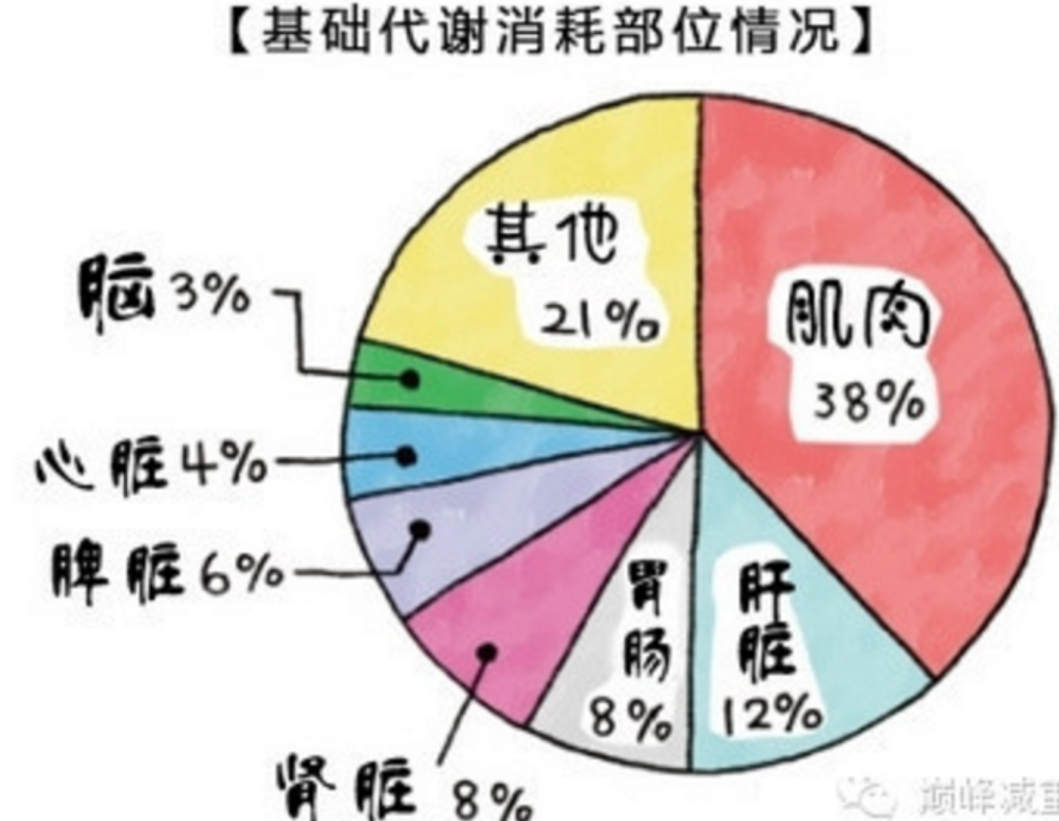 在瞭解如何提高基礎代謝之前,小姐姐再給你畫個重點:基礎代謝由什麼