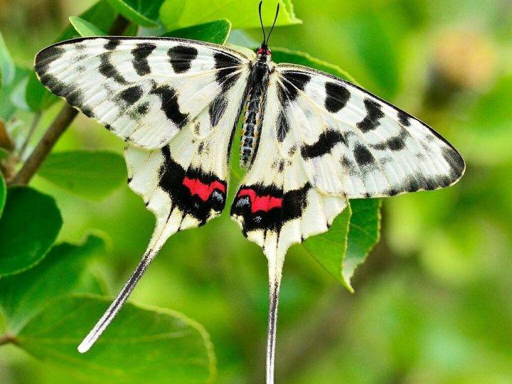 多达15亿只云南金平蝴蝶大爆发400余种蝴蝶震撼飞舞蝴蝶谷
