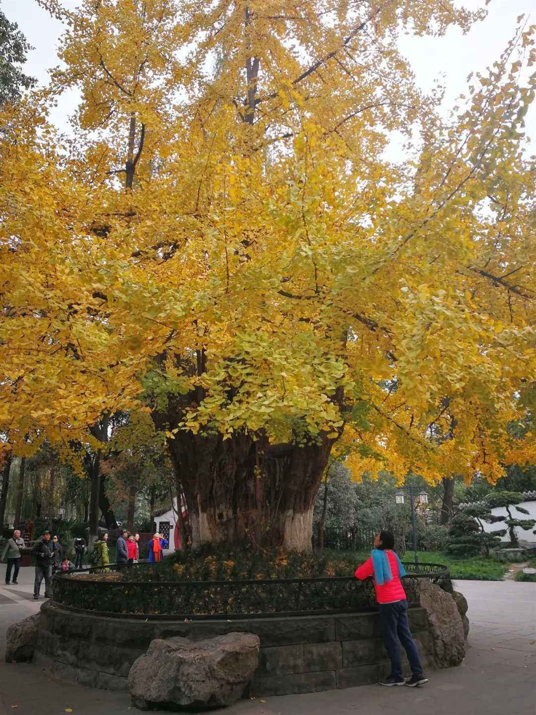 成都的五棵千年银杏