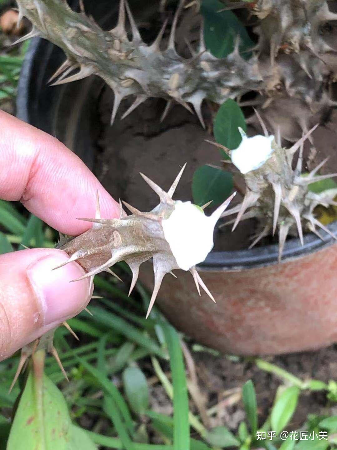 漂亮的花都有毒!这38种“大毒花”,一定要认识,不吃亏 - 知乎