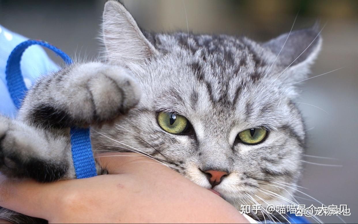 为什么养猫比养狗的人越来越多了呢?原因很真实!
