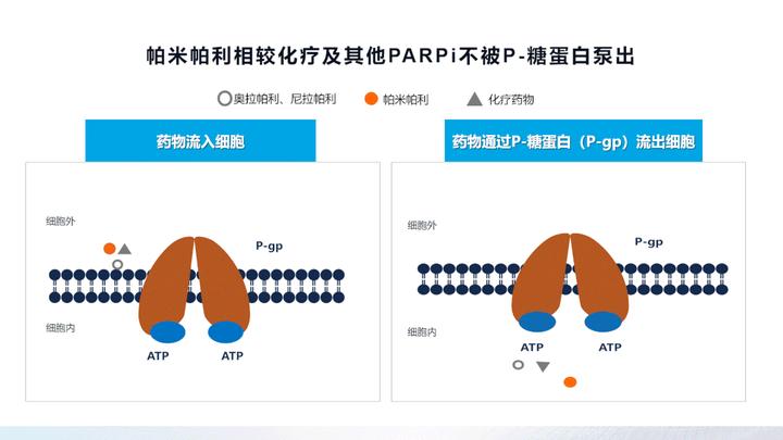 卵巢癌患者该怎么做,才能让耐药和复发转移来得慢一些,再慢一些?