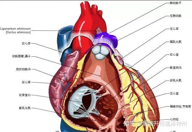 右心室内部结构图图片
