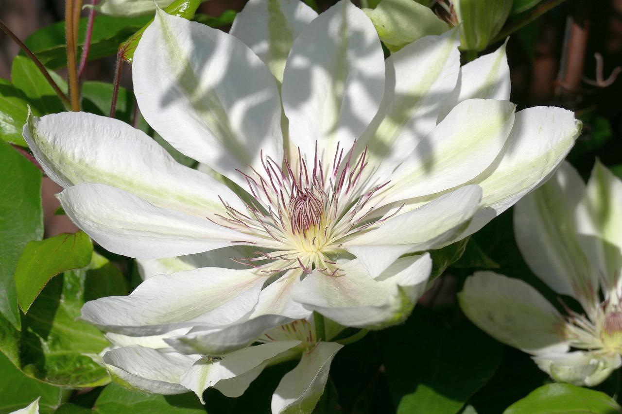 社区绿化率解析